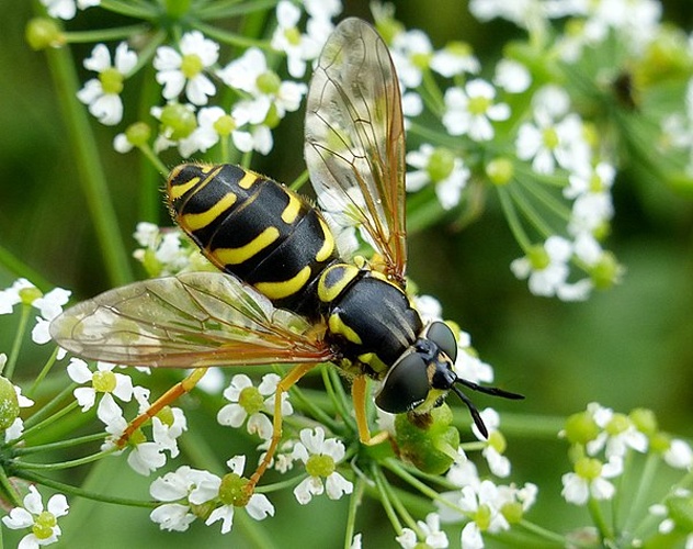 Chrysotoxum elegans © <a rel="nofollow" class="external text" href="https://www.biolib.cz/en/person/id7376/">Matej Schwarz</a>