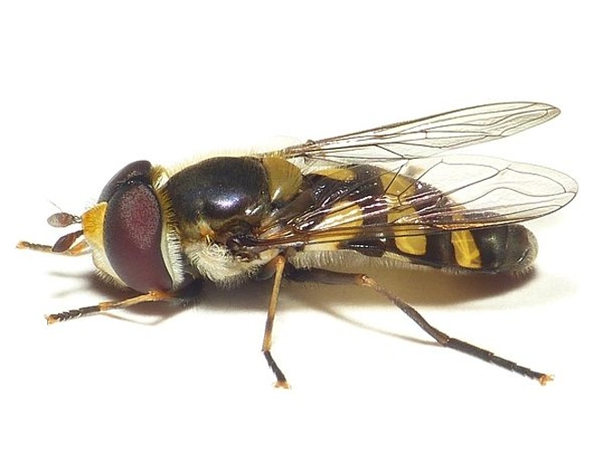 Didea intermedia &copy; <table style="width:100%; border:1px solid #aaa; background:#efd; text-align:center"><tbody><tr>
<td>
<a href="//commons.wikimedia.org/wiki/File:Aspitates_ochrearia.jpg" class="image"><img alt="Aspitates ochrearia.jpg" src="https://upload.wikimedia.org/wikipedia/commons/thumb/b/bc/Aspitates_ochrearia.jpg/55px-Aspitates_ochrearia.jpg" decoding="async" width="55" height="41" srcset="https://upload.wikimedia.org/wikipedia/commons/thumb/b/bc/Aspitates_ochrearia.jpg/83px-Aspitates_ochrearia.jpg 1.5x, https://upload.wikimedia.org/wikipedia/commons/thumb/b/bc/Aspitates_ochrearia.jpg/110px-Aspitates_ochrearia.jpg 2x" data-file-width="800" data-file-height="600"></a>
</td>
<td>This image is created by user <a rel="nofollow" class="external text" href="http://waarneming.nl/user/photos/19474">Dick Belgers</a> at <a rel="nofollow" class="external text" href="http://waarneming.nl/">waarneming.nl</a>, a source of nature observations in the Netherlands.
</td>
</tr></tbody></table>