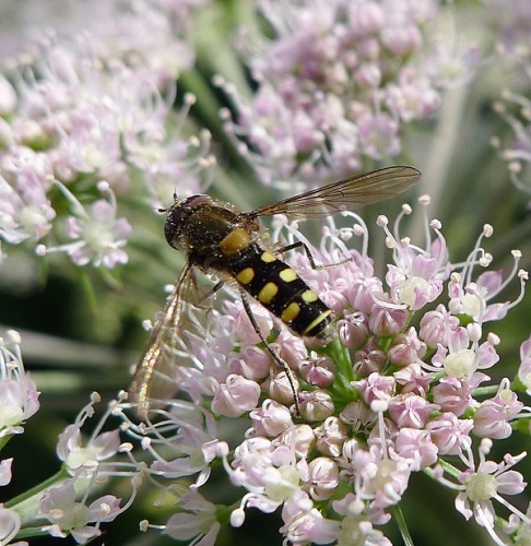 Melangyna compositarum &copy; <a rel="nofollow" class="external text" href="https://www.flickr.com/people/43272765@N04">gailhampshire</a> from Cradley, Malvern, U.K