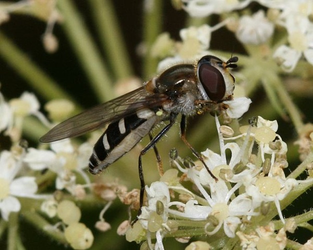 Melangyna umbellatarum &copy; <a href="//commons.wikimedia.org/w/index.php?title=User:Sandy_Rae&amp;action=edit&amp;redlink=1" class="new" title="User:Sandy Rae (page does not exist)">Sandy Rae</a>
