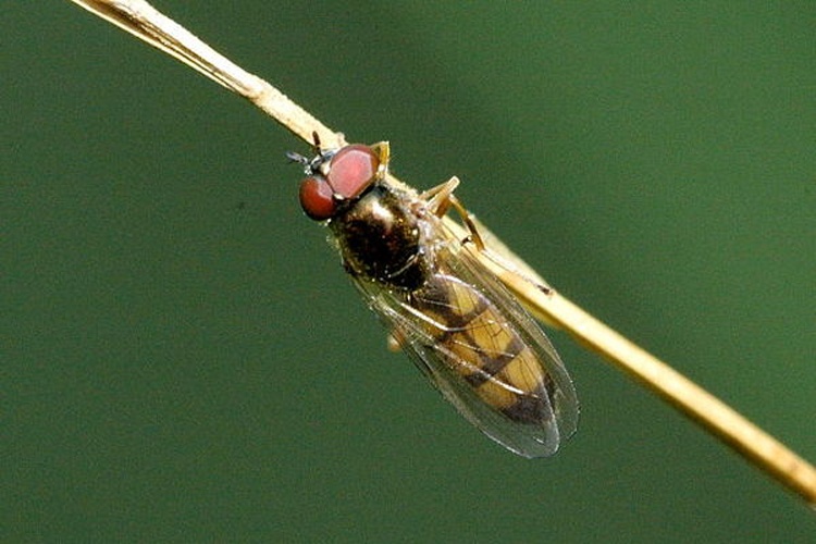 Melanostoma mellinum &copy; James K. Lindsey