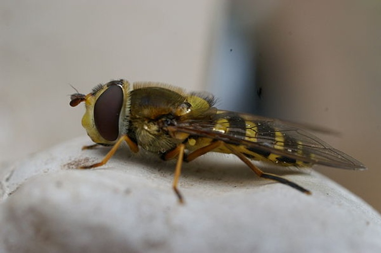 Parasyrphus annulatus &copy; böhringer friedrich