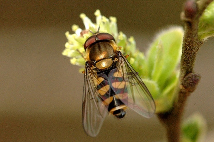 Parasyrphus punctulatus &copy; James K. Lindsey