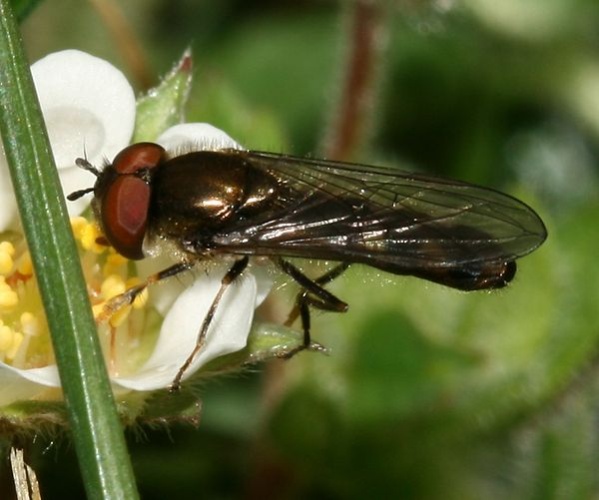 Platycheirus albimanus &copy; <a href="//commons.wikimedia.org/w/index.php?title=User:Sandy_Rae&amp;action=edit&amp;redlink=1" class="new" title="User:Sandy Rae (page does not exist)">Sandy Rae</a>