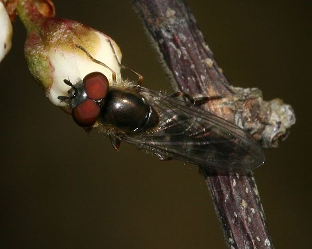 Platycheirus ambiguus © <a href="//commons.wikimedia.org/w/index.php?title=User:Sandy_Rae&amp;action=edit&amp;redlink=1" class="new" title="User:Sandy Rae (page does not exist)">Sandy Rae</a>