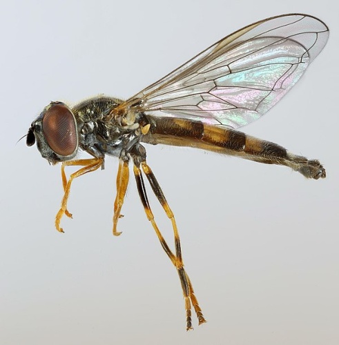 Platycheirus angustatus &copy; <a rel="nofollow" class="external text" href="https://www.flickr.com/people/130093583@N04">Janet Graham</a>