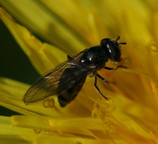 Platycheirus discimanus &copy; <a href="//commons.wikimedia.org/w/index.php?title=User:Sandy_Rae&amp;action=edit&amp;redlink=1" class="new" title="User:Sandy Rae (page does not exist)">Sandy Rae</a>