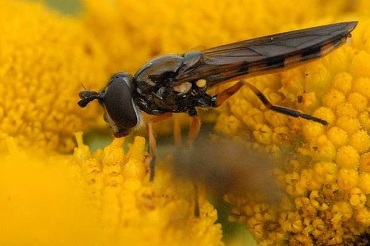 Platycheirus peltatus &copy; James K. Lindsey
