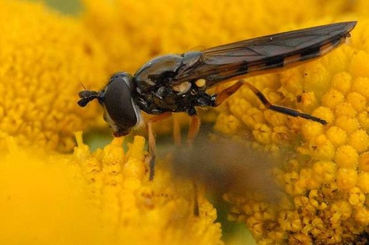 Platycheirus peltatus © James K. Lindsey