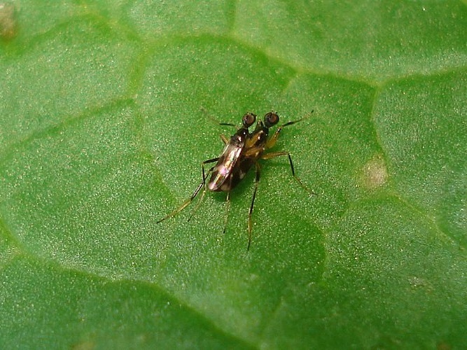 Tachydromia arrogans &copy; <a href="//commons.wikimedia.org/wiki/User:Sanja565658" title="User:Sanja565658">Sanja565658</a>
