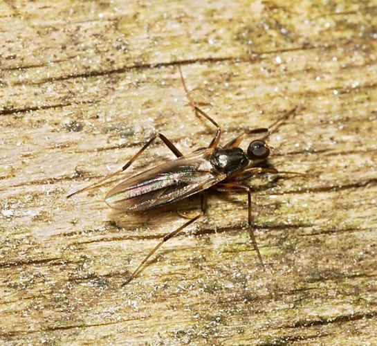 Tachydromia connexa &copy; <a href="//commons.wikimedia.org/wiki/User:Sarefo" title="User:Sarefo">Sarefo</a>