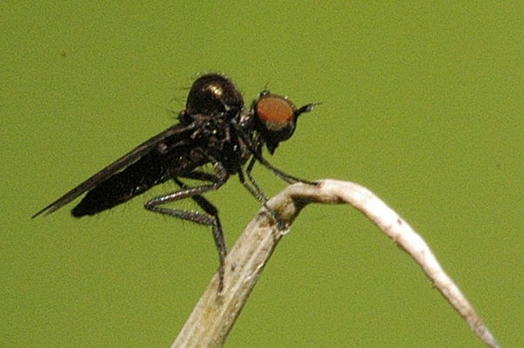 Bicellaria spuria &copy; James K. Lindsey