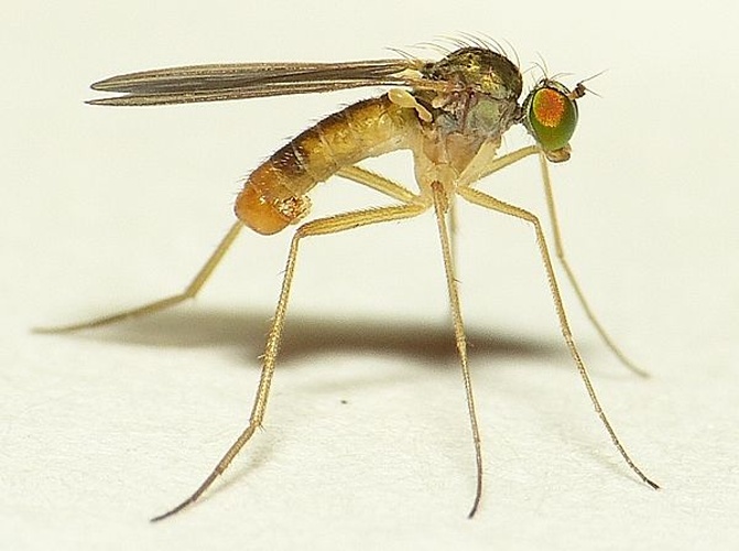 Xanthochlorus ornatus &copy; <table style="width:100%; border:1px solid #aaa; background:#efd; text-align:center"><tbody><tr>
<td>
<a href="//commons.wikimedia.org/wiki/File:Aspitates_ochrearia.jpg" class="image"><img alt="Aspitates ochrearia.jpg" src="https://upload.wikimedia.org/wikipedia/commons/thumb/b/bc/Aspitates_ochrearia.jpg/55px-Aspitates_ochrearia.jpg" decoding="async" width="55" height="41" srcset="https://upload.wikimedia.org/wikipedia/commons/thumb/b/bc/Aspitates_ochrearia.jpg/83px-Aspitates_ochrearia.jpg 1.5x, https://upload.wikimedia.org/wikipedia/commons/thumb/b/bc/Aspitates_ochrearia.jpg/110px-Aspitates_ochrearia.jpg 2x" data-file-width="800" data-file-height="600"></a>
</td>
<td>This image is created by user <a rel="nofollow" class="external text" href="http://waarneming.nl/user/photos/19474">Dick Belgers</a> at <a rel="nofollow" class="external text" href="http://waarneming.nl/">waarneming.nl</a>, a source of nature observations in the Netherlands.
</td>
</tr></tbody></table>