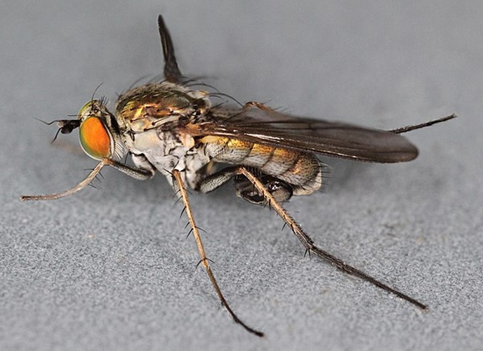 Hercostomus nigriplantis © <a rel="nofollow" class="external text" href="https://www.flickr.com/people/130093583@N04">Janet Graham</a>