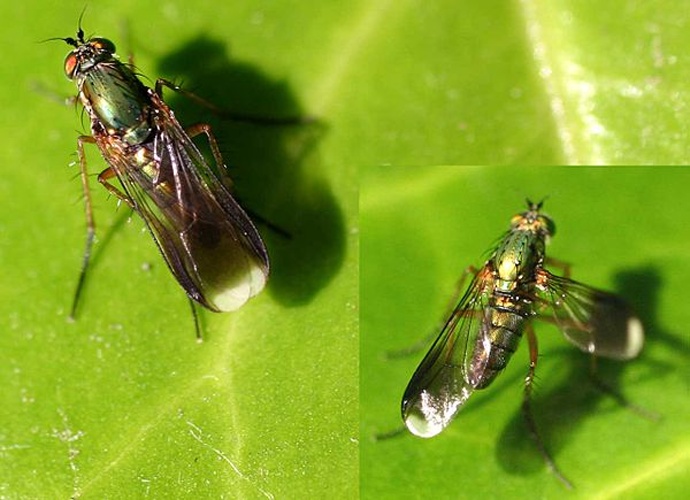 Poecilobothrus nobilitatus © 