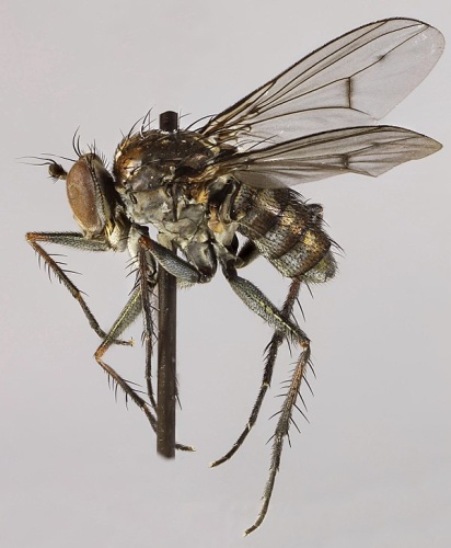 Tachytrechus notatus © <a rel="nofollow" class="external text" href="https://www.flickr.com/people/130093583@N04">Janet Graham</a>