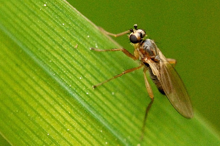 Lonchoptera lutea © James K. Lindsey