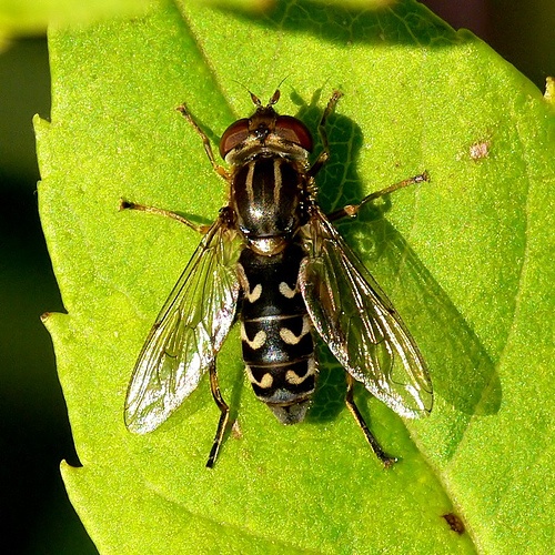 Anasimyia contracta © <a href="//commons.wikimedia.org/wiki/User:Nastytroll" title="User:Nastytroll">Nastytroll</a>