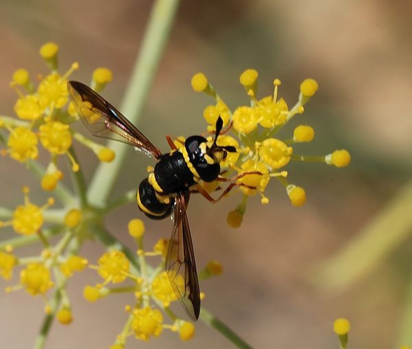 Ceriana conopsoides © <a href="//commons.wikimedia.org/wiki/User:Alvesgaspar" title="User:Alvesgaspar">Alvesgaspar</a>