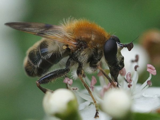 Criorhina asilica © <a href="//commons.wikimedia.org/w/index.php?title=User:Manders&amp;action=edit&amp;redlink=1" class="new" title="User:Manders (page does not exist)">Martin Andersson</a>