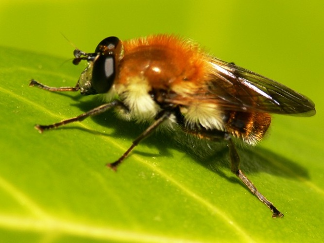 Criorhina floccosa © <a href="//commons.wikimedia.org/wiki/User:Nastytroll" title="User:Nastytroll">Nastytroll</a>