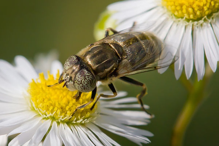 Eristalinus aeneus © <a href="//commons.wikimedia.org/wiki/User:Richard_Bartz" title="User:Richard Bartz">Richard Bartz</a>