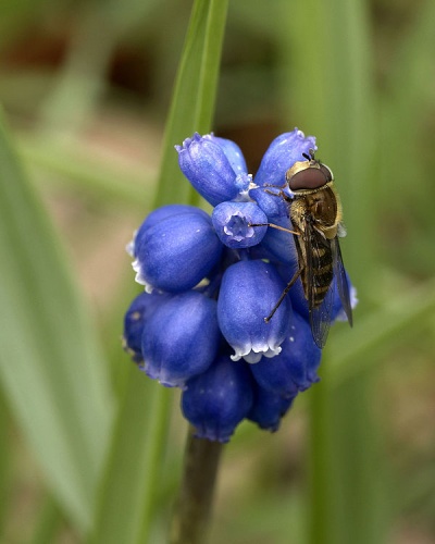 Eristalis cryptarum &copy; The original uploader was <a href="https://en.wikipedia.org/wiki/User:KirinX" class="extiw" title="wikipedia:User:KirinX">KirinX</a> at <a href="https://en.wikipedia.org/wiki/" class="extiw" title="wikipedia:">English Wikipedia</a>.