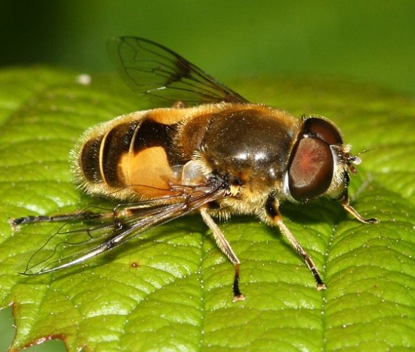 Eristalis horticola © <a href="//commons.wikimedia.org/w/index.php?title=User:Sandy_Rae&amp;action=edit&amp;redlink=1" class="new" title="User:Sandy Rae (page does not exist)">Sandy Rae</a>