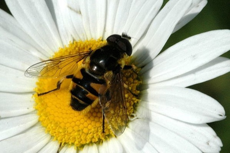 Eristalis jugorum © James K. Lindsey