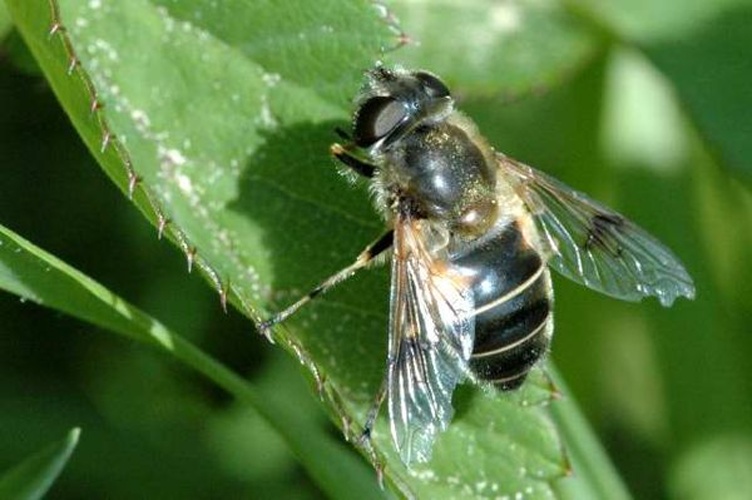Eristalis rupium © James K. Lindsey