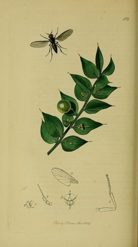 Opetia nigra &copy; John Curtis