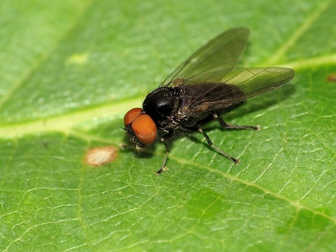 Platypeza consobrina © <table style="width:100%; border:1px solid #aaa; background:#efd; text-align:center"><tbody><tr>
<td>
<a href="//commons.wikimedia.org/wiki/File:Aspitates_ochrearia.jpg" class="image"><img alt="Aspitates ochrearia.jpg" src="https://upload.wikimedia.org/wikipedia/commons/thumb/b/bc/Aspitates_ochrearia.jpg/55px-Aspitates_ochrearia.jpg" decoding="async" width="55" height="41" srcset="https://upload.wikimedia.org/wikipedia/commons/thumb/b/bc/Aspitates_ochrearia.jpg/83px-Aspitates_ochrearia.jpg 1.5x, https://upload.wikimedia.org/wikipedia/commons/thumb/b/bc/Aspitates_ochrearia.jpg/110px-Aspitates_ochrearia.jpg 2x" data-file-width="800" data-file-height="600"></a>
</td>
<td>This image is created by user <a rel="nofollow" class="external text" href="http://waarneming.nl/user/photos/84075">Bareld Storm</a> at <a rel="nofollow" class="external text" href="http://waarneming.nl/">waarneming.nl</a>, a source of nature observations in the Netherlands.
</td>
</tr></tbody></table>