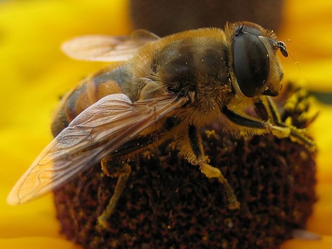 Eristalis tenax © <a href="//commons.wikimedia.org/wiki/User:Aconcagua" title="User:Aconcagua">Aconcagua</a> (<a href="//commons.wikimedia.org/wiki/User_talk:Aconcagua" title="User talk:Aconcagua"><span class="signature-talk">talk</span></a>)