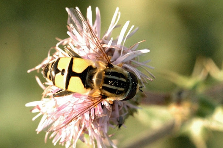 Helophilus hybridus &copy; James K. Lindsey