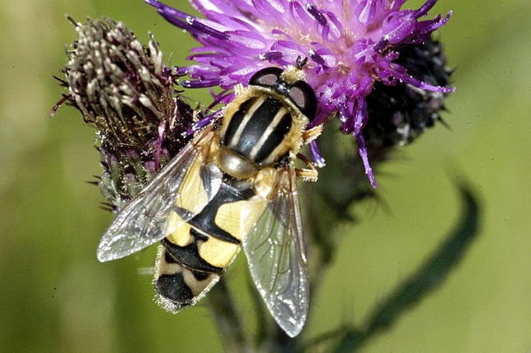 Helophilus trivittatus © James K. Lindsey