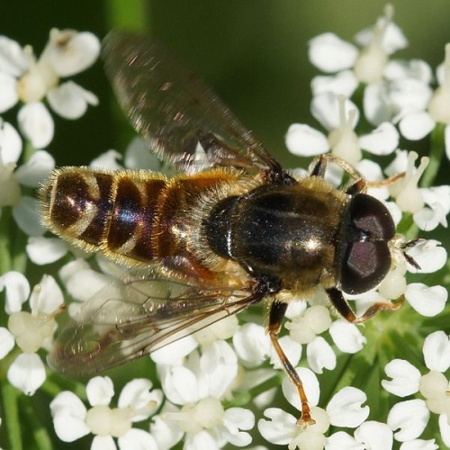 Merodon avidus © <a href="//commons.wikimedia.org/w/index.php?title=User:Manders&amp;action=edit&amp;redlink=1" class="new" title="User:Manders (page does not exist)">Martin Andersson</a>