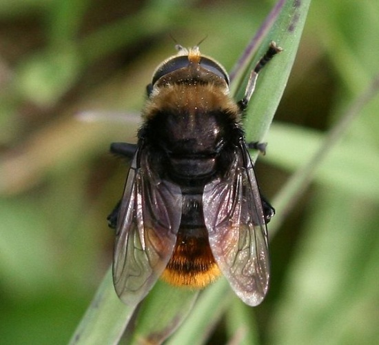 Merodon equestris © <a href="//commons.wikimedia.org/w/index.php?title=User:Sandy_Rae&amp;action=edit&amp;redlink=1" class="new" title="User:Sandy Rae (page does not exist)">Sandy Rae</a>