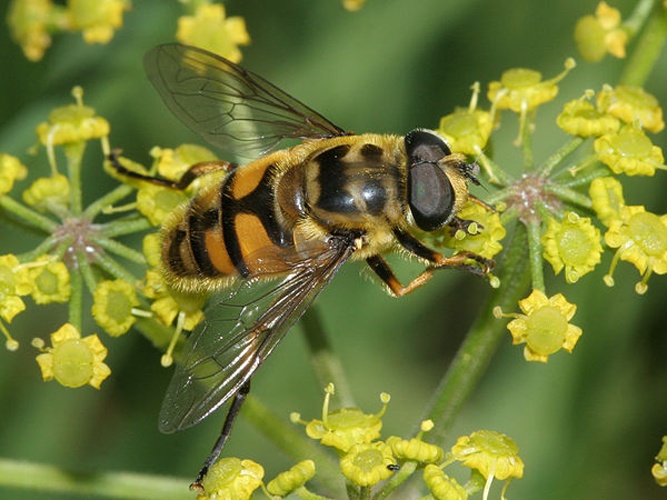 Myathropa florea &copy; <a href="//commons.wikimedia.org/wiki/User:Anevrisme" title="User:Anevrisme">Anevrisme</a>