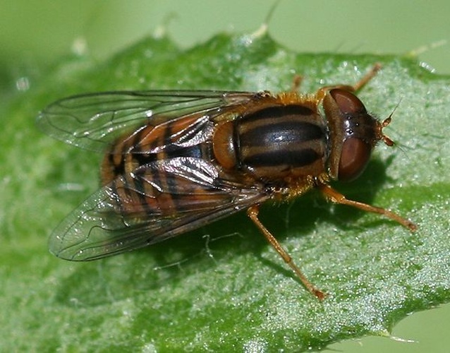 Parhelophilus versicolor © <a href="//commons.wikimedia.org/w/index.php?title=User:Sandy_Rae&amp;action=edit&amp;redlink=1" class="new" title="User:Sandy Rae (page does not exist)">Sandy Rae</a>