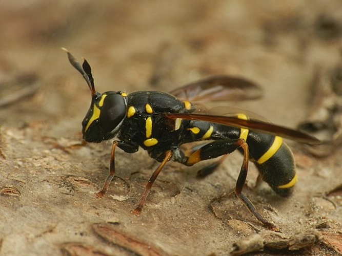 Sphiximorpha subsessilis © <a href="//commons.wikimedia.org/w/index.php?title=User:Adam_Furlepa&amp;action=edit&amp;redlink=1" class="new" title="User:Adam Furlepa (page does not exist)">Adam Furlepa</a>