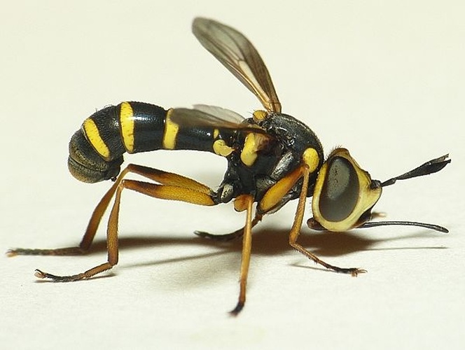 Conops scutellatus &copy; <table style="width:100%; border:1px solid #aaa; background:#efd; text-align:center"><tbody><tr>
<td>
<a href="//commons.wikimedia.org/wiki/File:Aspitates_ochrearia.jpg" class="image"><img alt="Aspitates ochrearia.jpg" src="https://upload.wikimedia.org/wikipedia/commons/thumb/b/bc/Aspitates_ochrearia.jpg/55px-Aspitates_ochrearia.jpg" decoding="async" width="55" height="41" srcset="https://upload.wikimedia.org/wikipedia/commons/thumb/b/bc/Aspitates_ochrearia.jpg/83px-Aspitates_ochrearia.jpg 1.5x, https://upload.wikimedia.org/wikipedia/commons/thumb/b/bc/Aspitates_ochrearia.jpg/110px-Aspitates_ochrearia.jpg 2x" data-file-width="800" data-file-height="600"></a>
</td>
<td>This image is created by user <a rel="nofollow" class="external text" href="http://waarneming.nl/user/photos/19474">Dick Belgers</a> at <a rel="nofollow" class="external text" href="http://waarneming.nl/">waarneming.nl</a>, a source of nature observations in the Netherlands.
</td>
</tr></tbody></table>