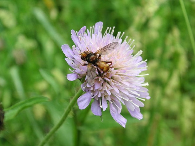 Myopa buccata © <a href="//commons.wikimedia.org/wiki/User:Liuthalas" title="User:Liuthalas">Liuthalas</a>