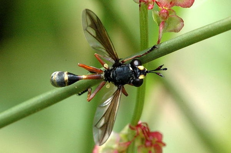 Physocephala rufipes © James K. Lindsey