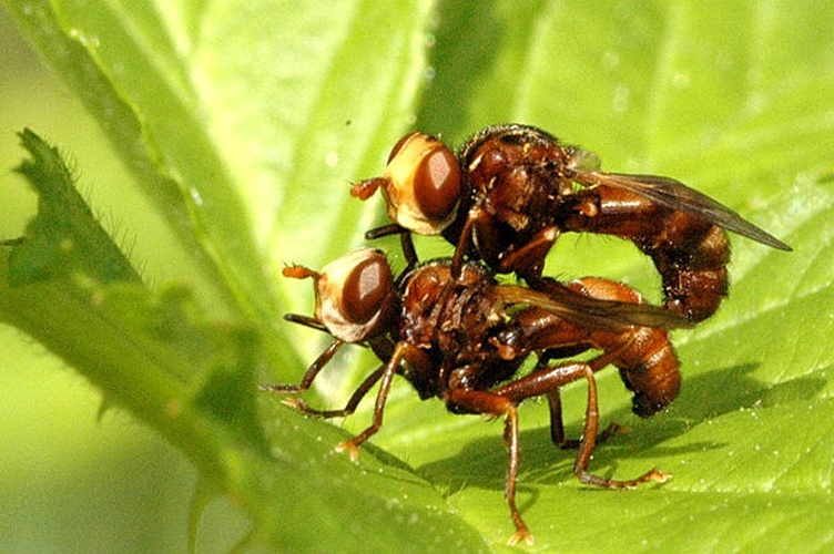 Sicus ferrugineus &copy; James K. Lindsey