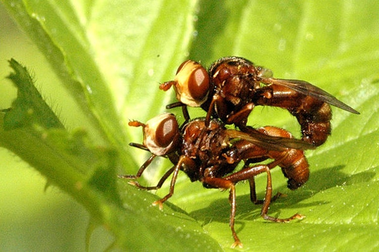 Sicus ferrugineus © James K. Lindsey