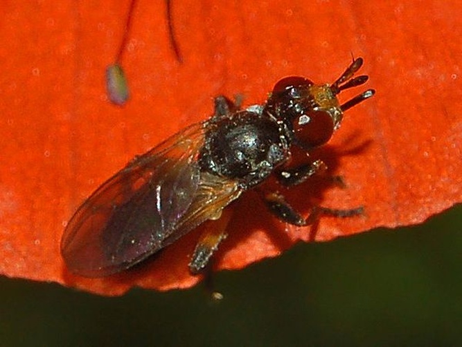 Thecophora pusilla © <a href="//commons.wikimedia.org/wiki/User:Hectonichus" title="User:Hectonichus">Hectonichus</a>