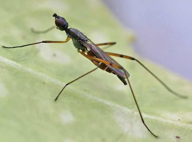 Micropeza corrigiolata &copy; 