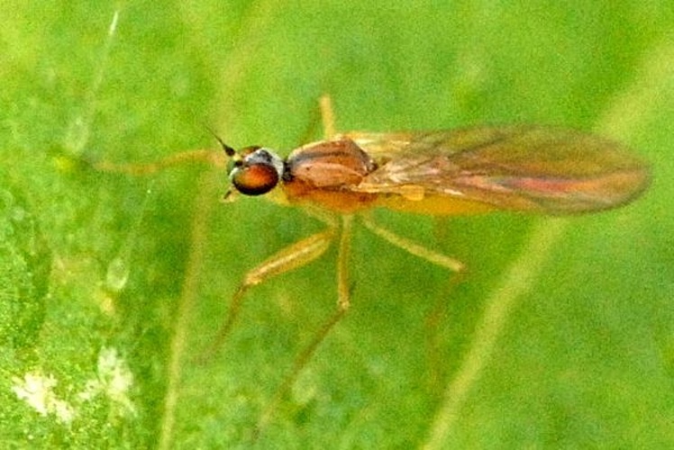 Neria ephippium &copy; James K. Lindsey