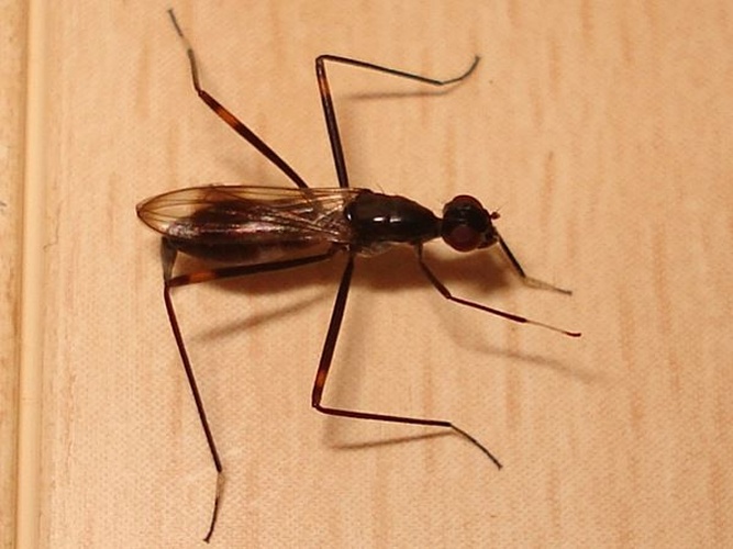 Rainieria calceata &copy; <a href="//commons.wikimedia.org/wiki/User:Sanja565658" title="User:Sanja565658">Sanja565658</a>