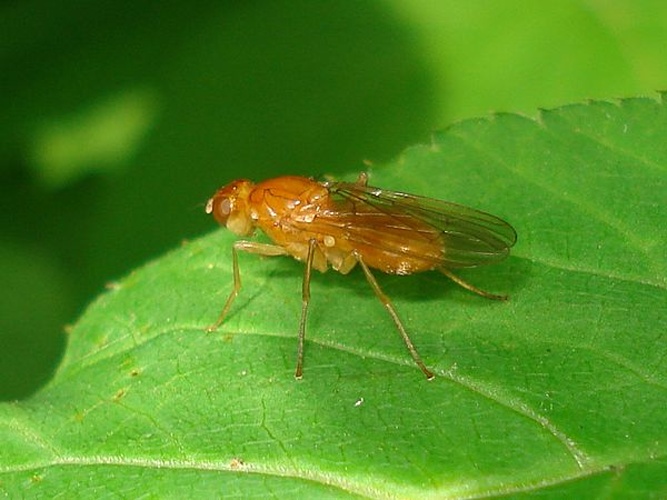 Psila fimetaria © <a href="//commons.wikimedia.org/wiki/User:Sanja565658" title="User:Sanja565658">Sanja565658</a>